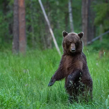 Bear Watching Hide Of Alutaguse Hotel Palasi Exterior photo
