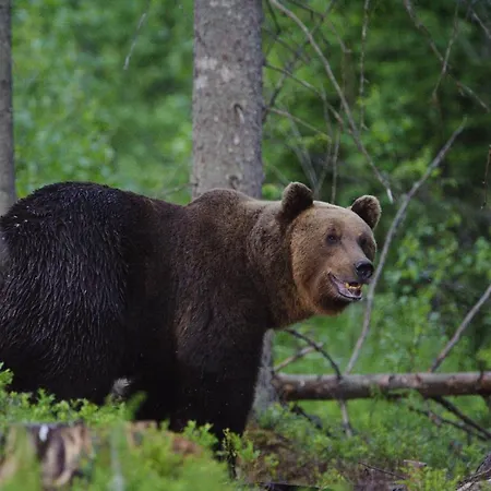 Bear Watching Hide Of Alutaguse Hotel Palasi Exterior photo