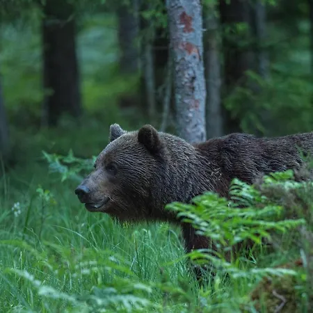 Bear Watching Hide Of Alutaguse Hotel Palasi Exterior photo