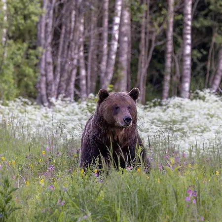 Bear Watching Hide Of Alutaguse Hotel Palasi Exterior photo