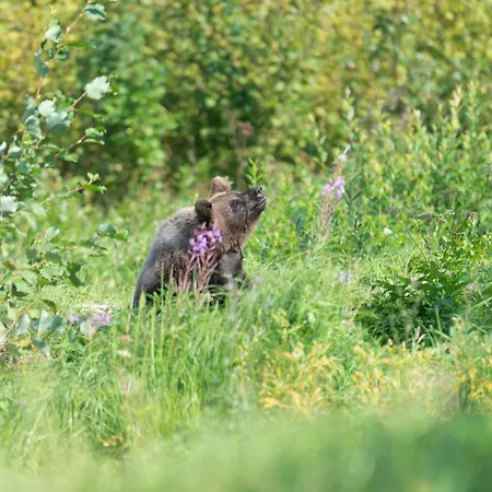 Bear Watching Hide Of Alutaguse Hotel Palasi Exterior photo
