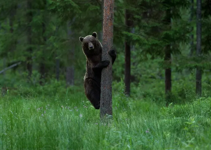 Bear Watching Hide Of Alutaguse