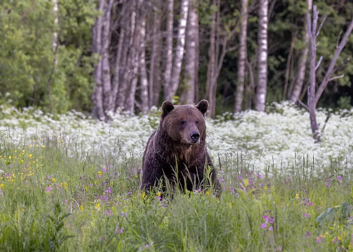 Bear Watching Hide Of Alutaguse