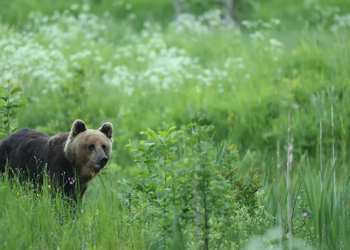 Bear Watching Hide Of Alutaguse