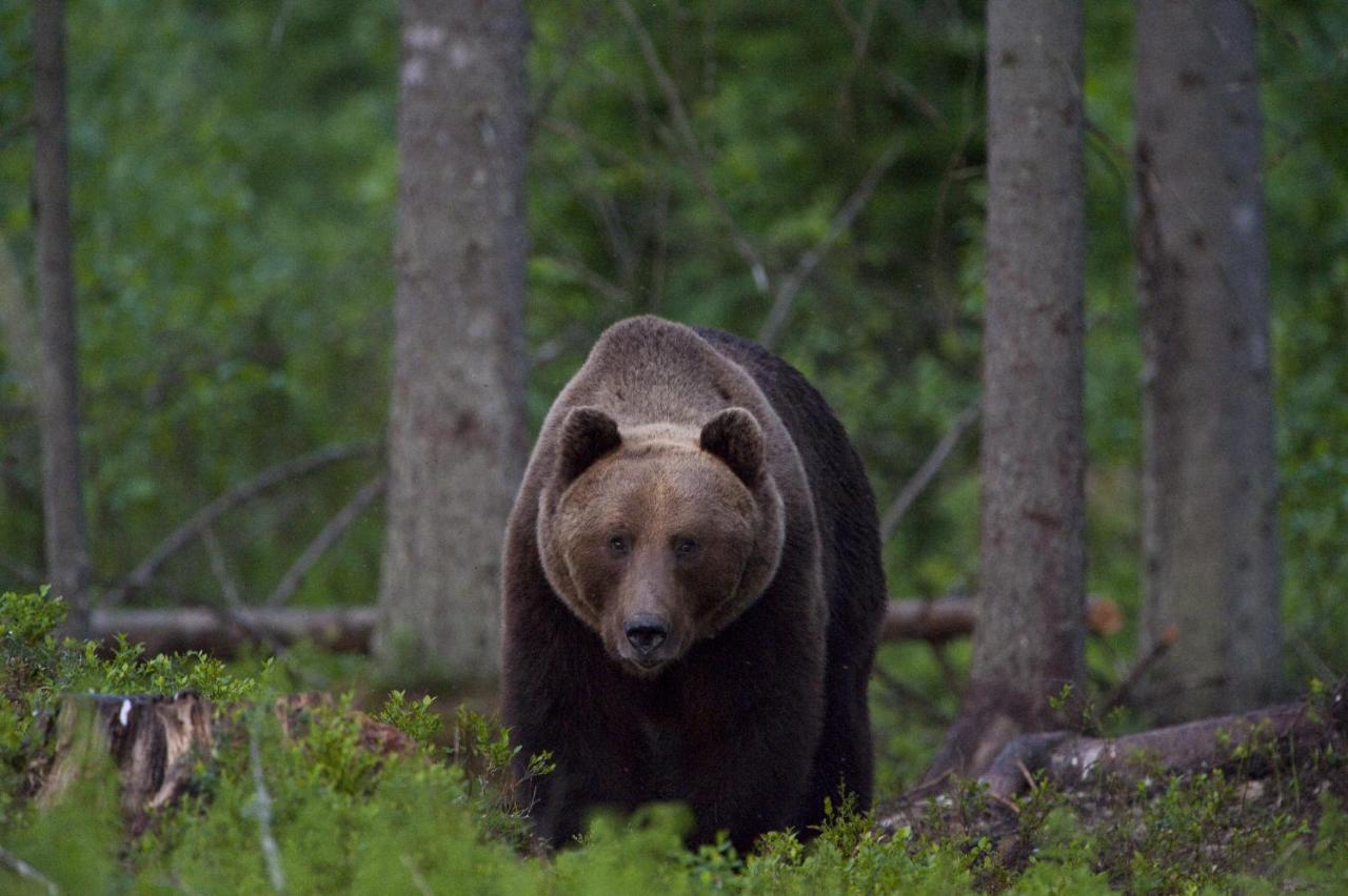 Bear Watching Hide Of Alutaguse *