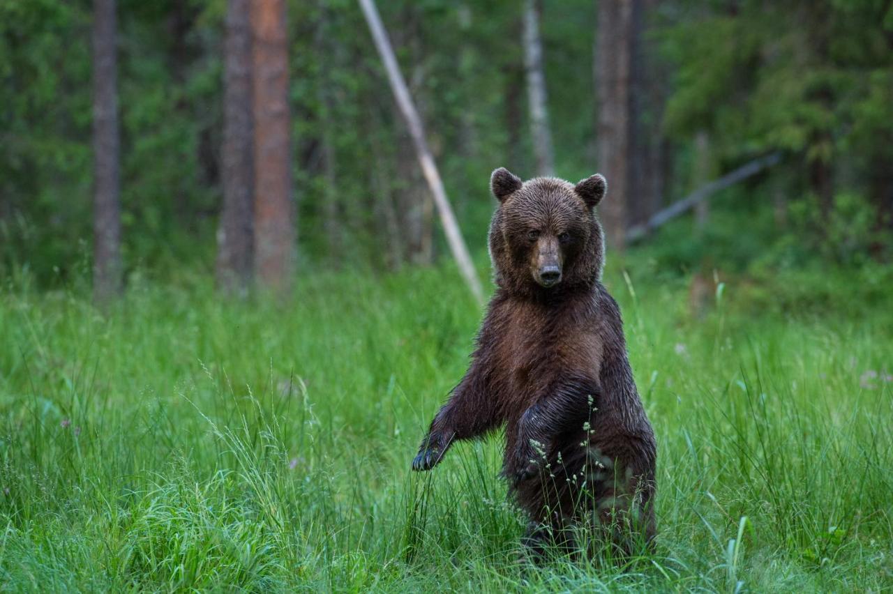 Campsite Bear Watching Hide Of Alutaguse Palasi