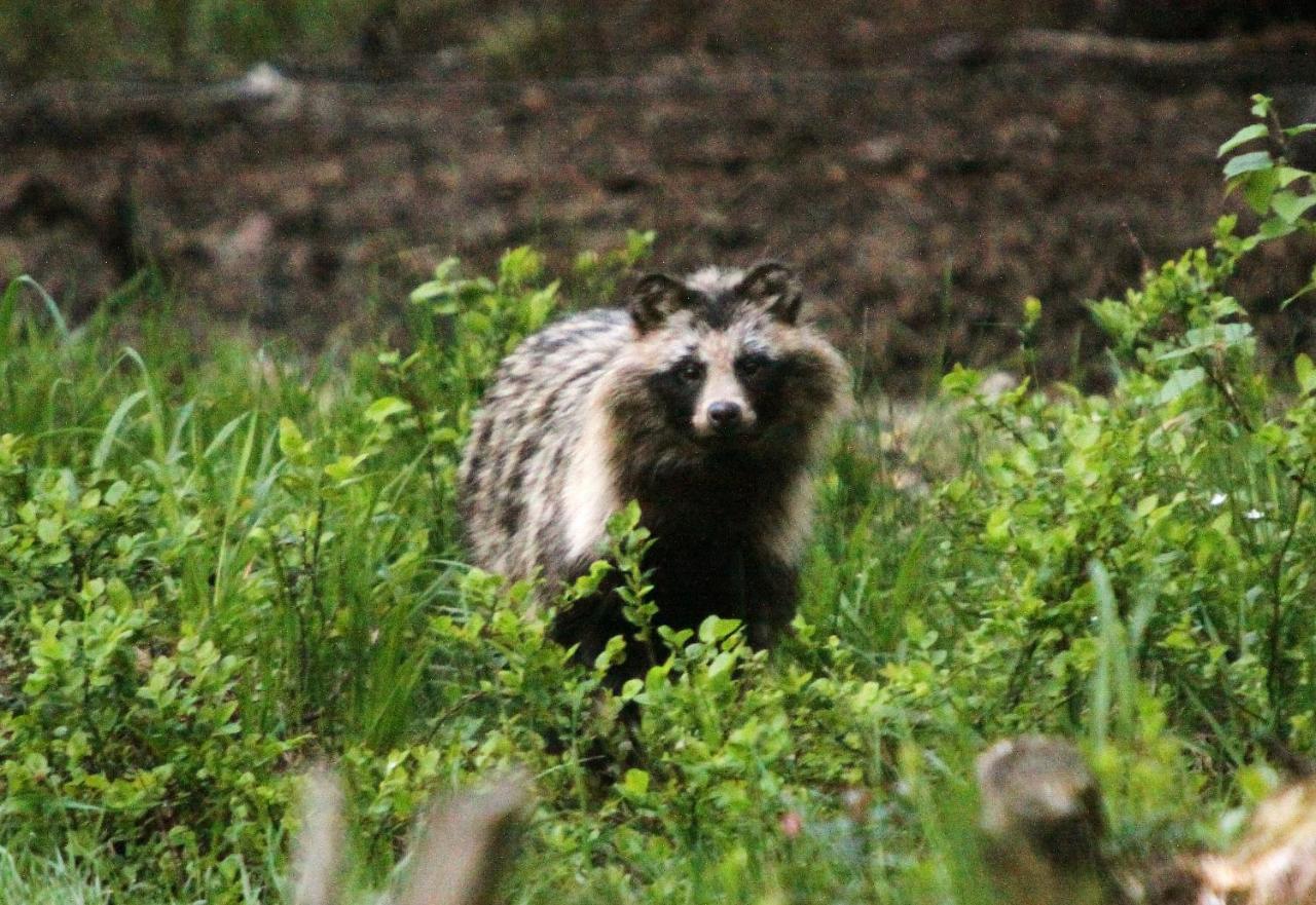 Bear Watching Hide Of Alutaguse *
