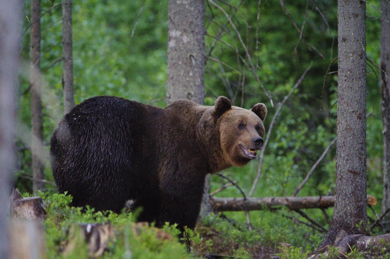Bear Watching Hide Of Alutaguse *