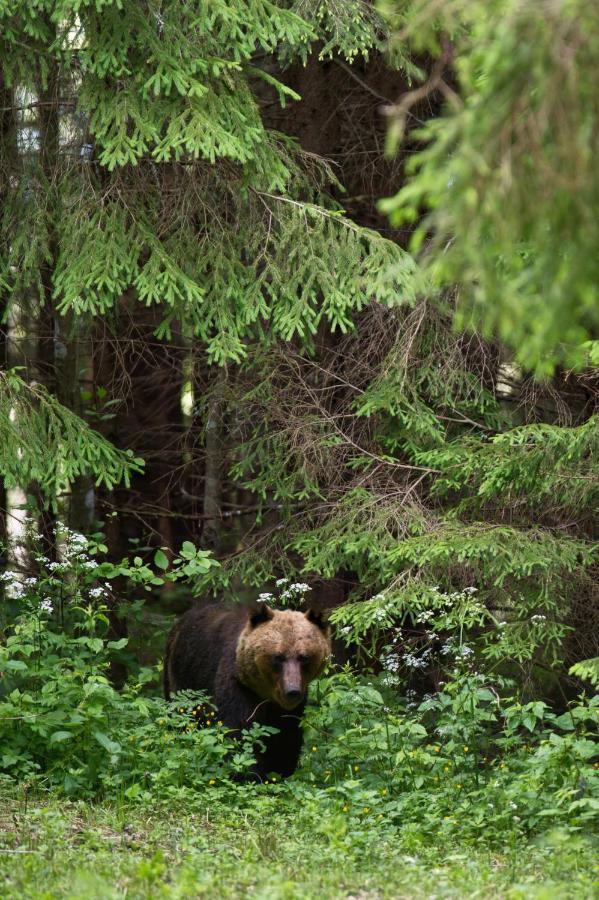 Campsite Bear Watching Hide Of Alutaguse *