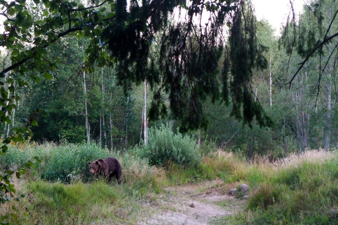 Bear Watching Hide Of Alutaguse *