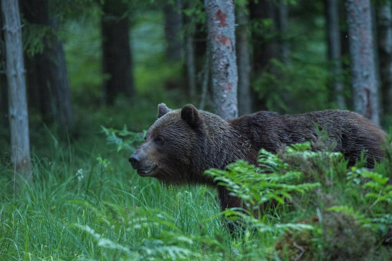 Bear Watching Hide Of Alutaguse Palasi