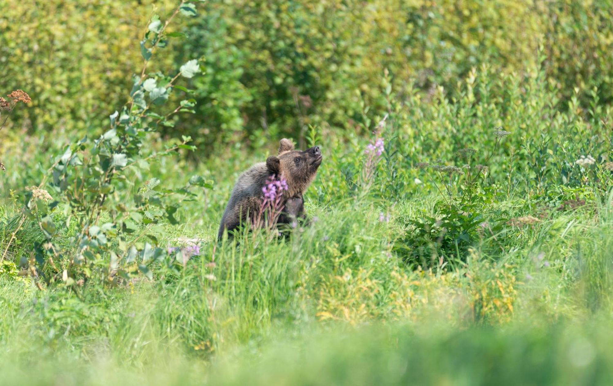 Bear Watching Hide Of Alutaguse * Palasi